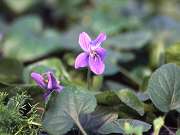 ニオイスミレ（紫花）