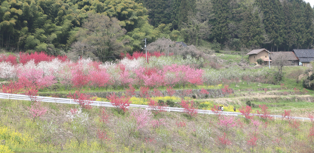 花桃の景色
