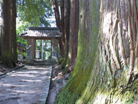 諏訪(すわ)神社参道　千年杉並木