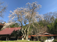雪田長源寺の枝垂れ桜