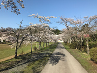 高原(たかはら)神社参道の桜並木