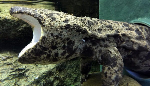 Giant Salamander Museum