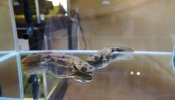 Giant Salamander Museum 