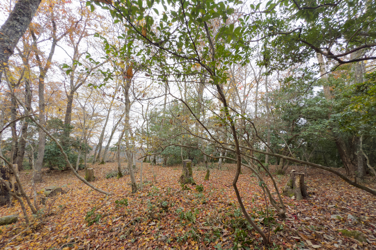 写真:琵琶甲城跡