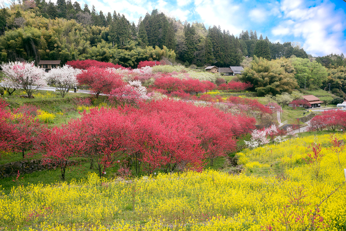 写真:川角集落の花桃