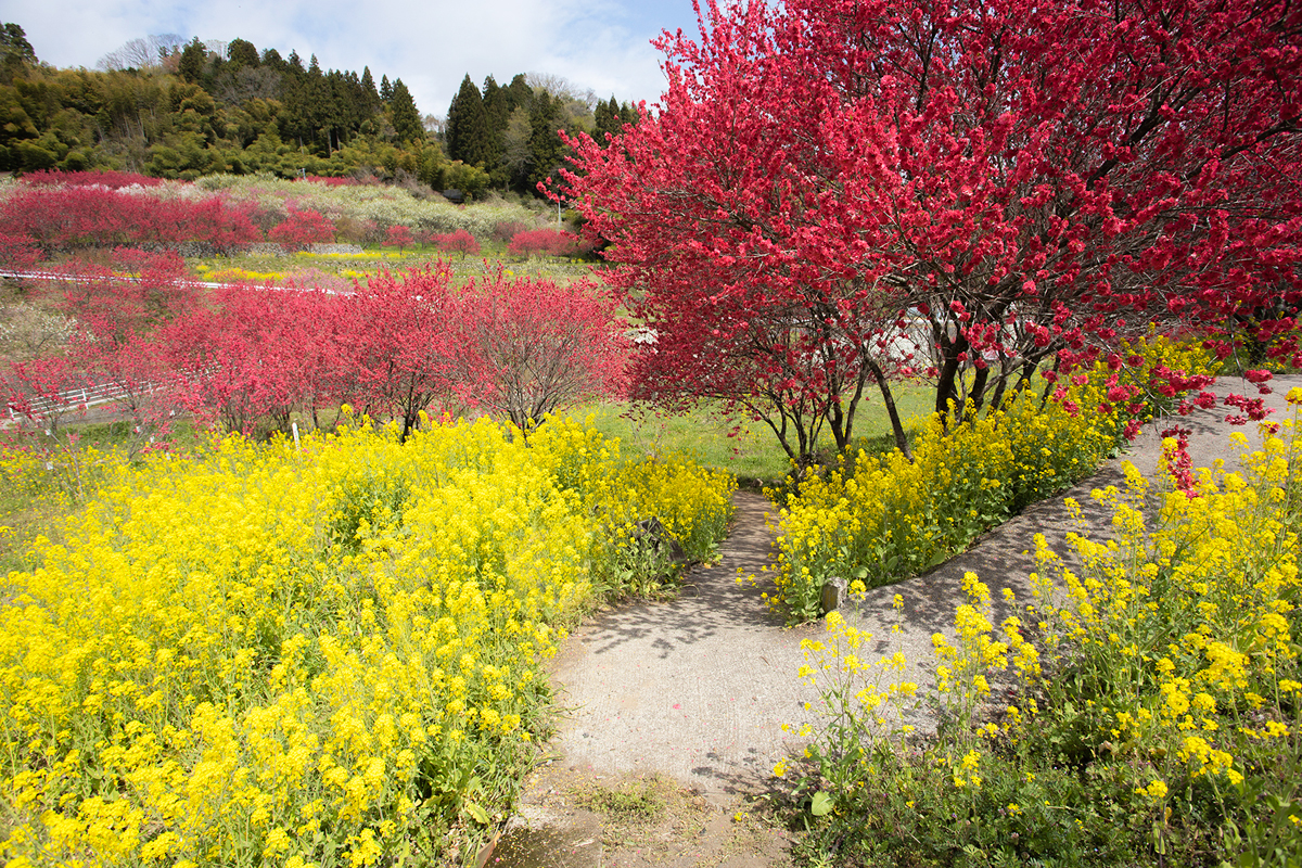 写真:川角集落の花桃