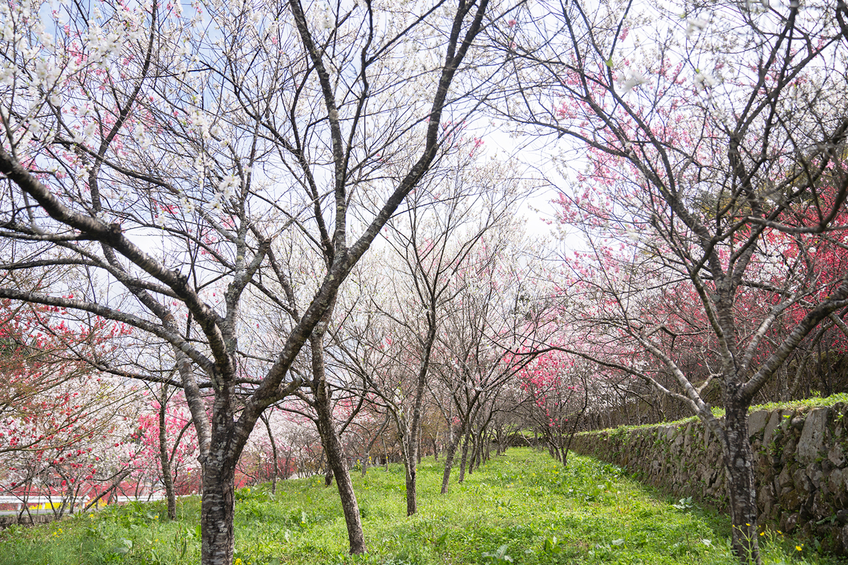 写真:川角集落の花桃