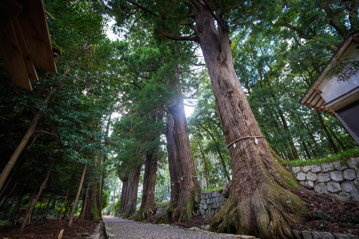 写真:諏訪神社の杉並木