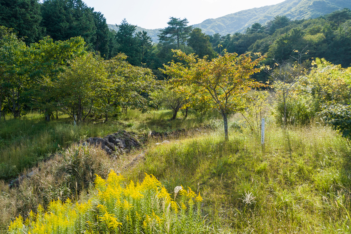 写真:薬草・薬木公園