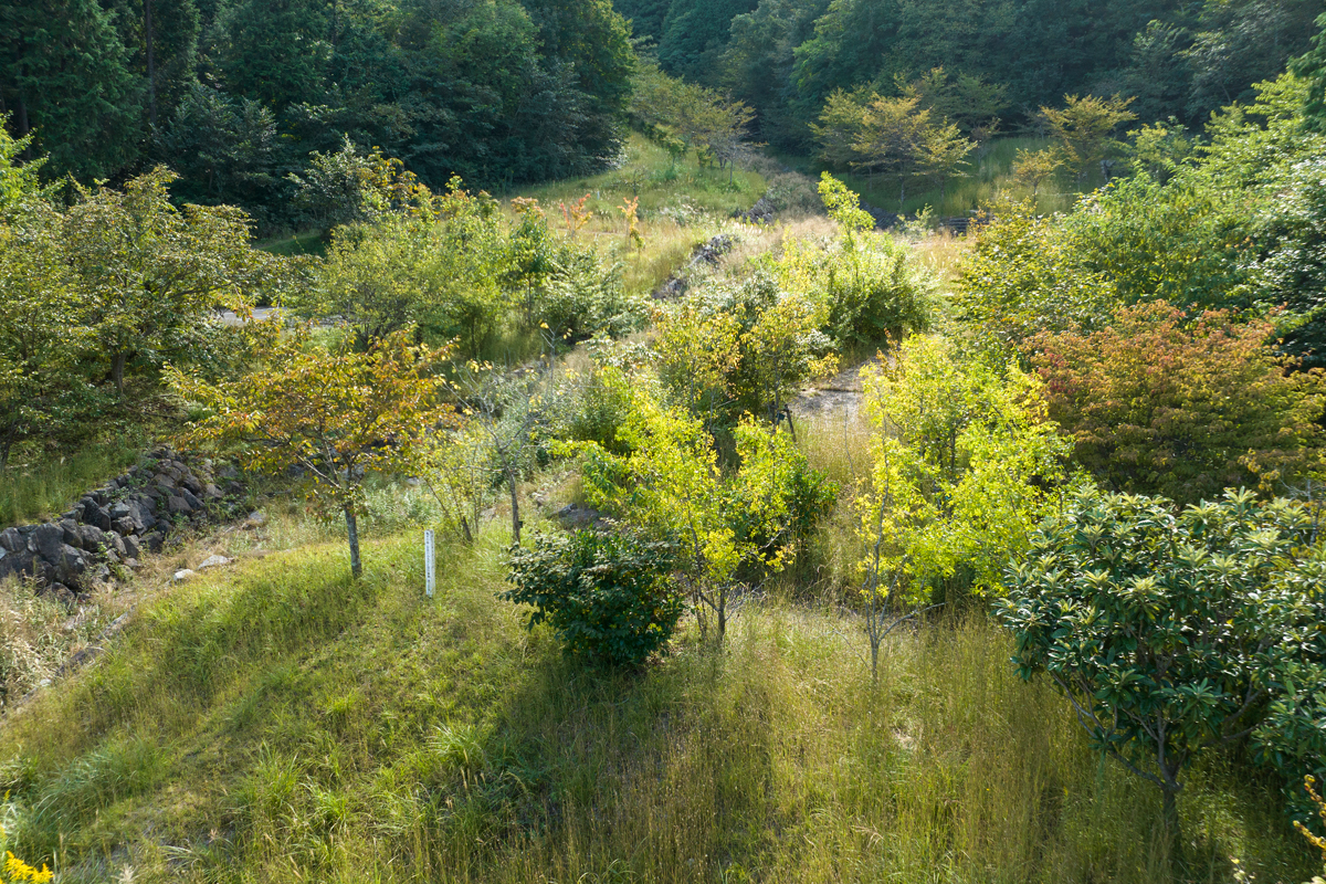 写真:薬草・薬木公園